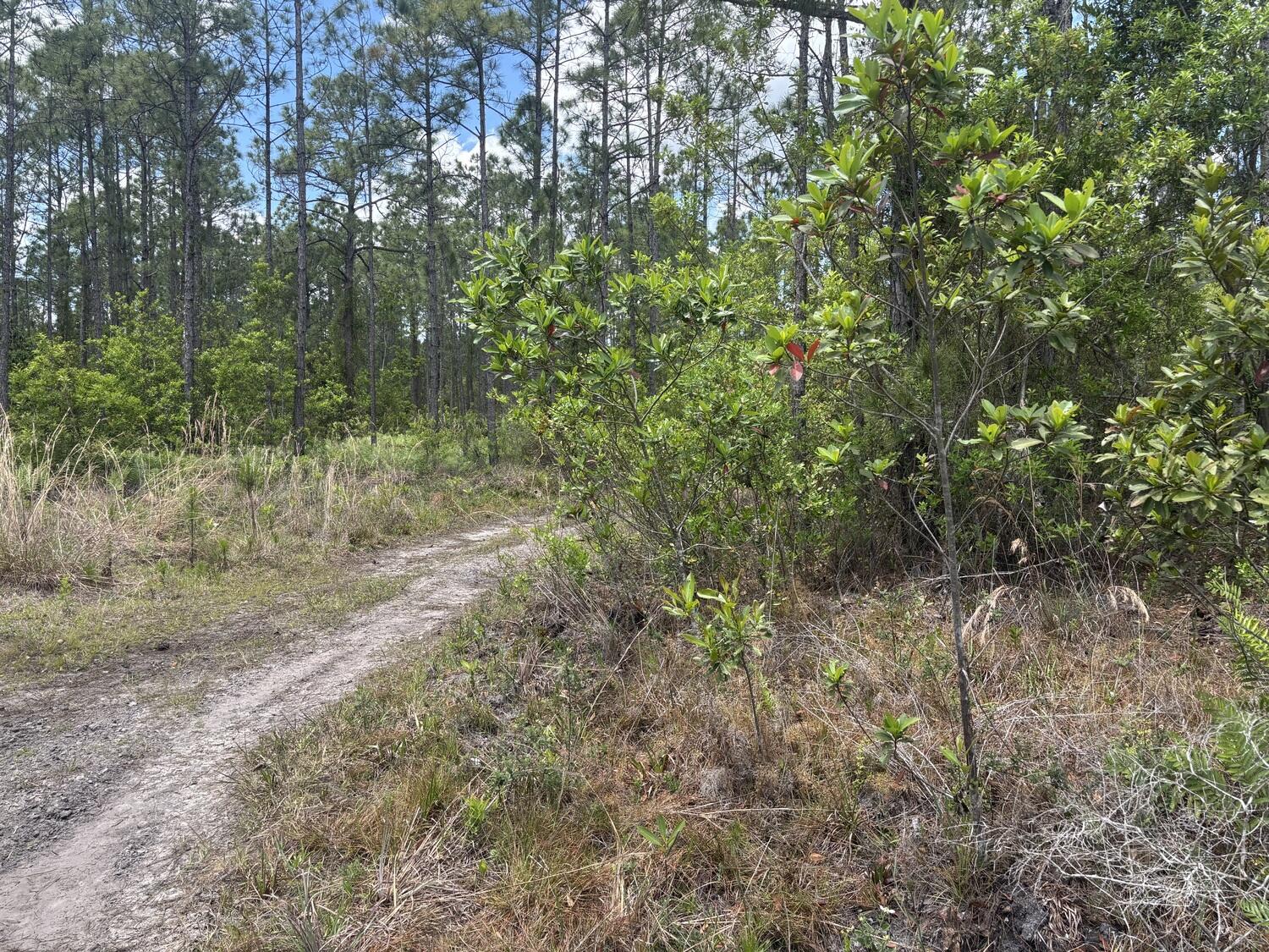En Venta 0 Holopaw Groves Road, St. Cloud, FL 34772, St. Cloud, FL 34772
