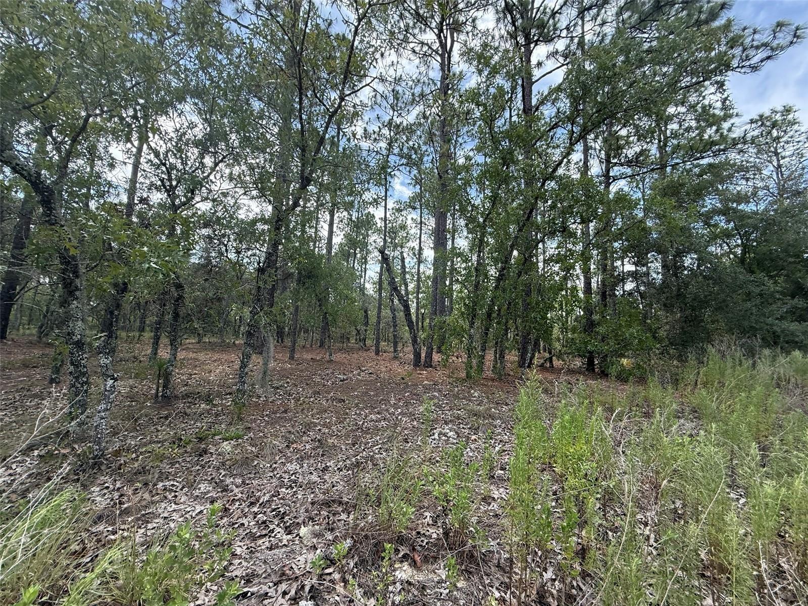 En Venta Tbd NW Tree Top Road, FL 34431, FL 34431