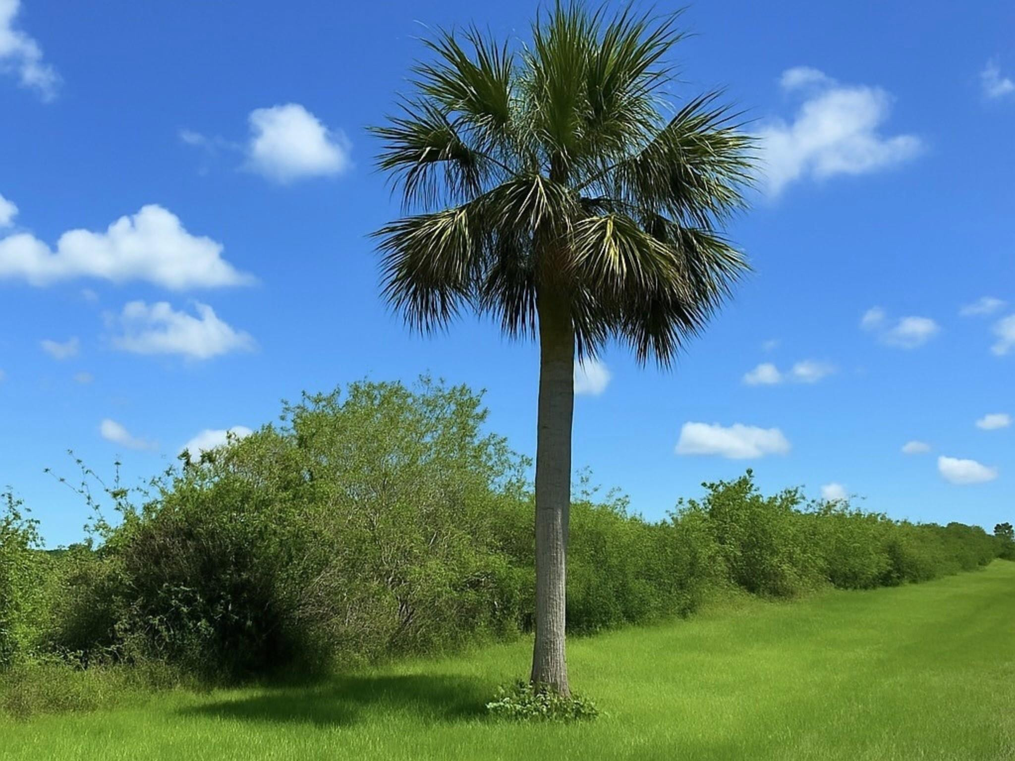Foto de propiedad en 6617 SE 26th Trail, Okeechobee, FL 34974 Okeechobee con MLS# 
