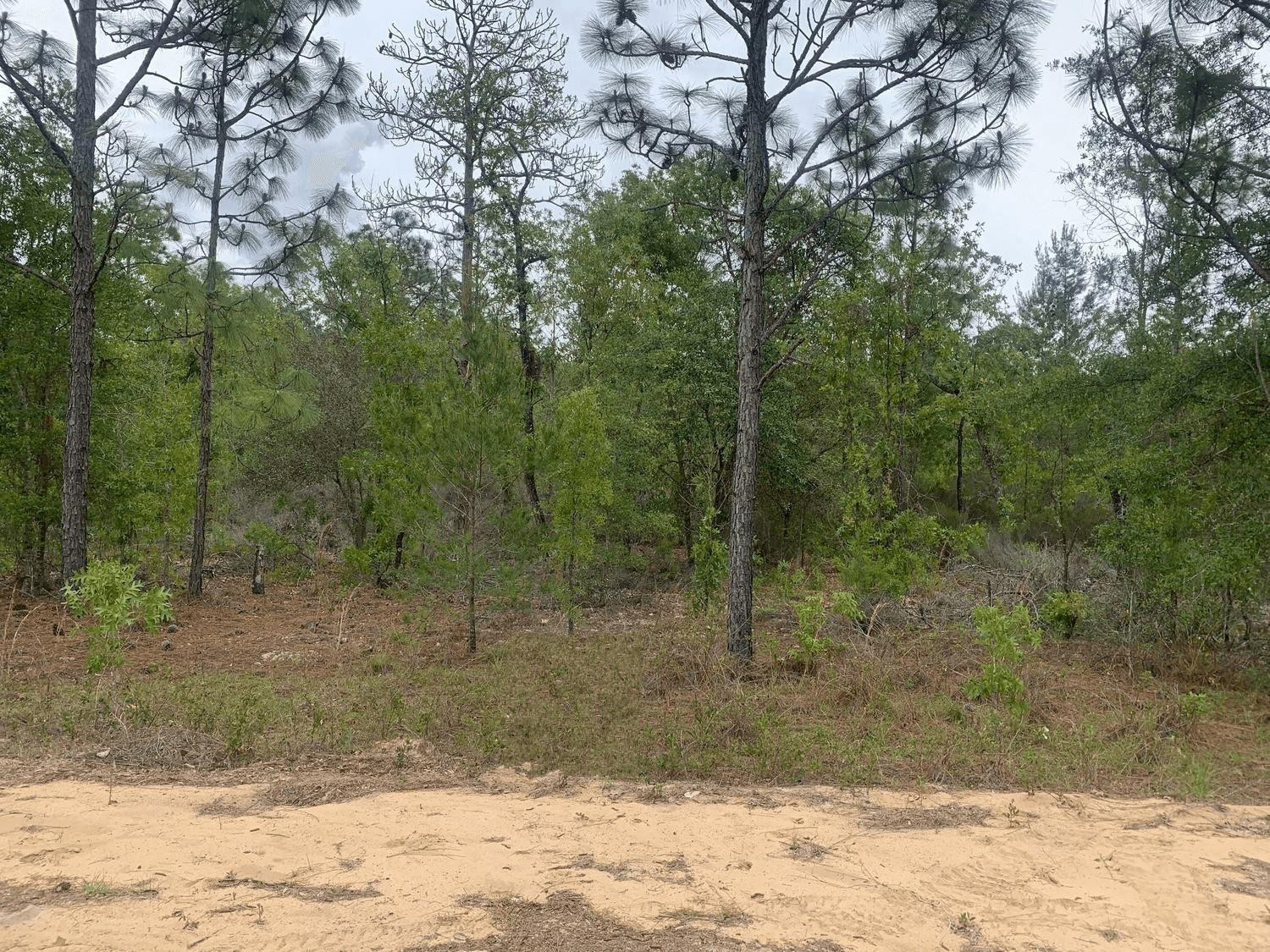 Foto de propiedad en 0 May Lane, Interlachen, FL 32148 Interlachen con MLS# 