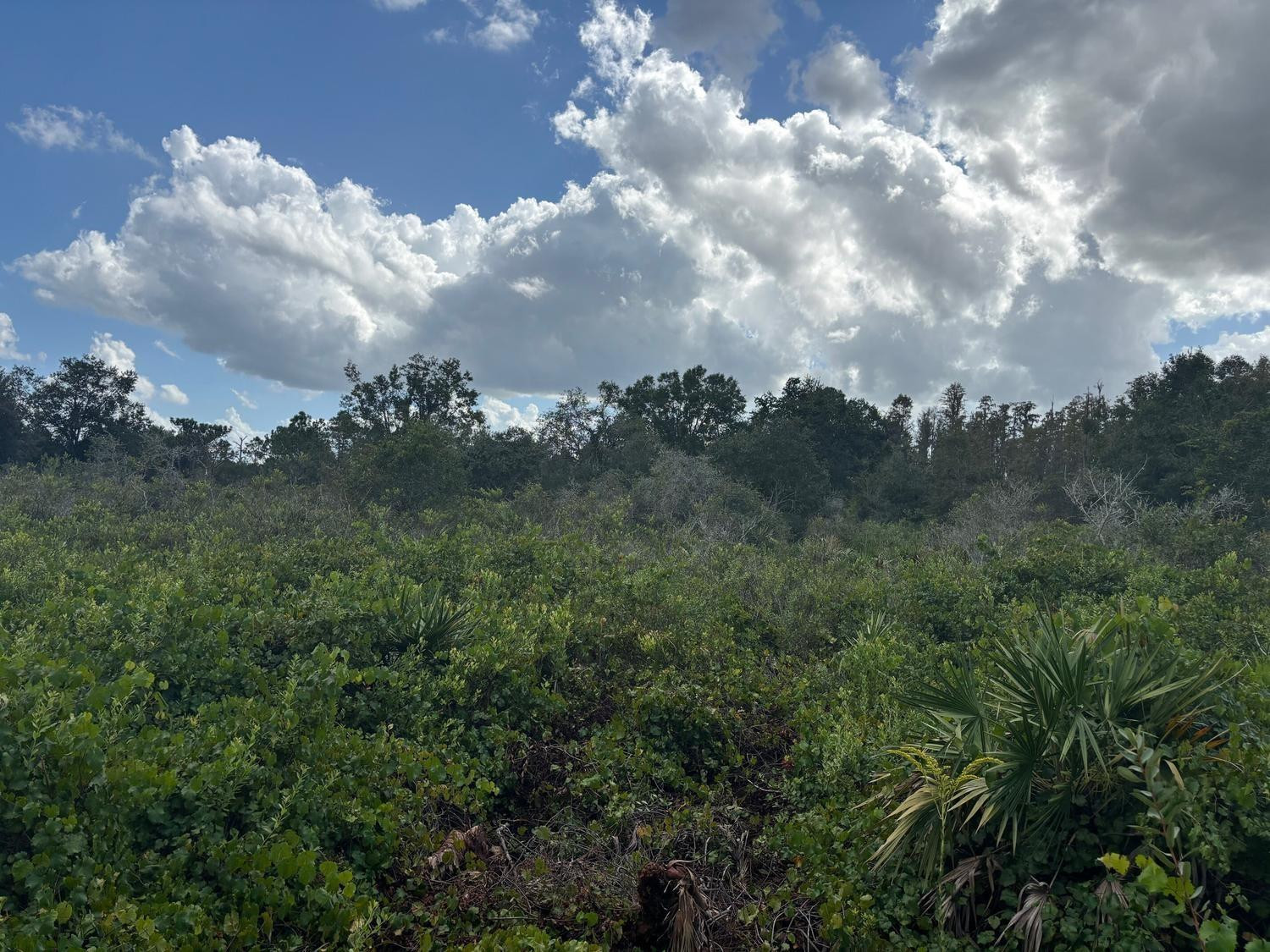 Foto de propiedad en 0 County Rd 54, Kathleen, FL 33849 Kathleen con MLS# 