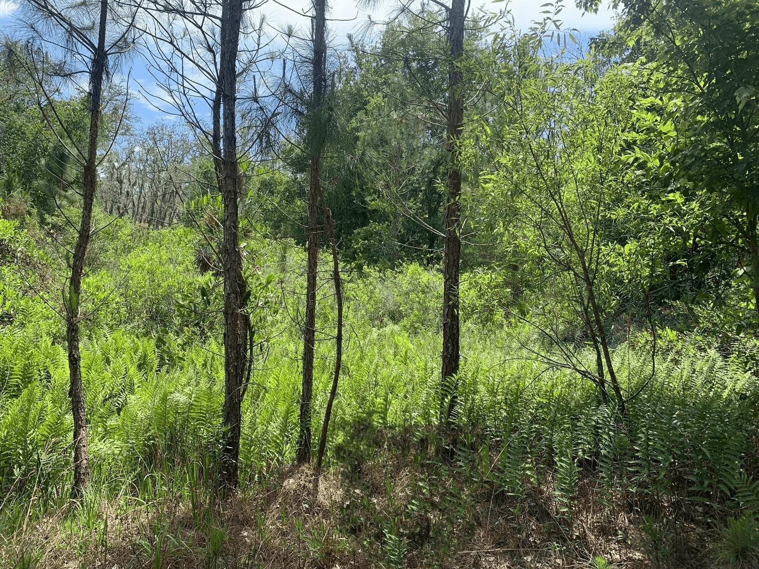 Foto de propiedad en 0 County Rd 54, Kathleen, FL 33849 Kathleen con MLS# 