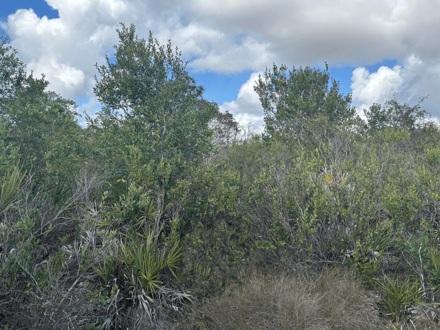 En Venta 0 County Rd 54, Kathleen, FL 33849, Kathleen, FL 33849