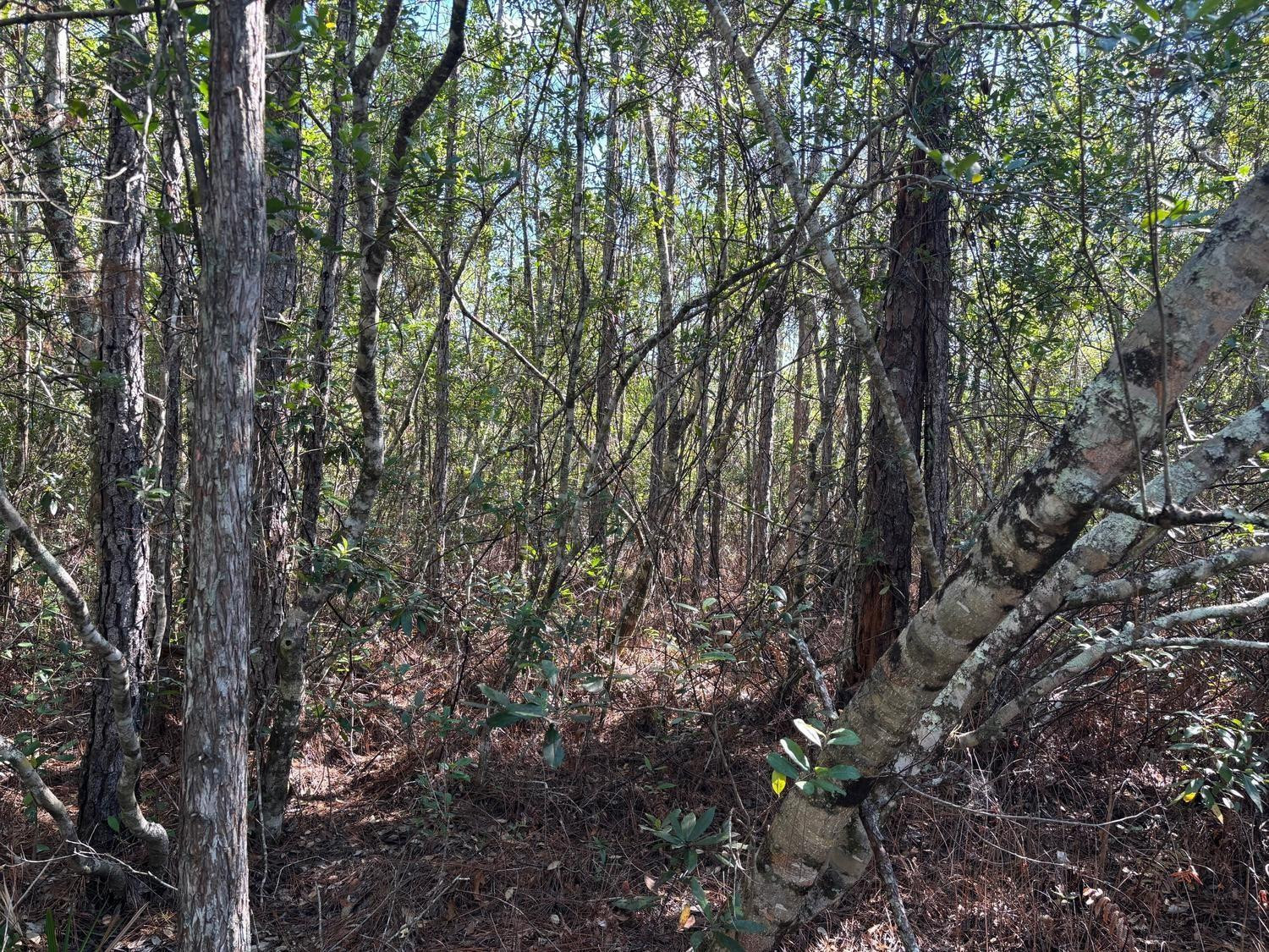 En Venta 0 Holopaw Groves Road, St. Cloud, FL 34772, St. Cloud, FL 34772