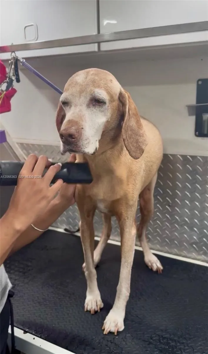 En Venta Mobile Pet Grooming, Miami, FL 33134, Miami, FL 33134