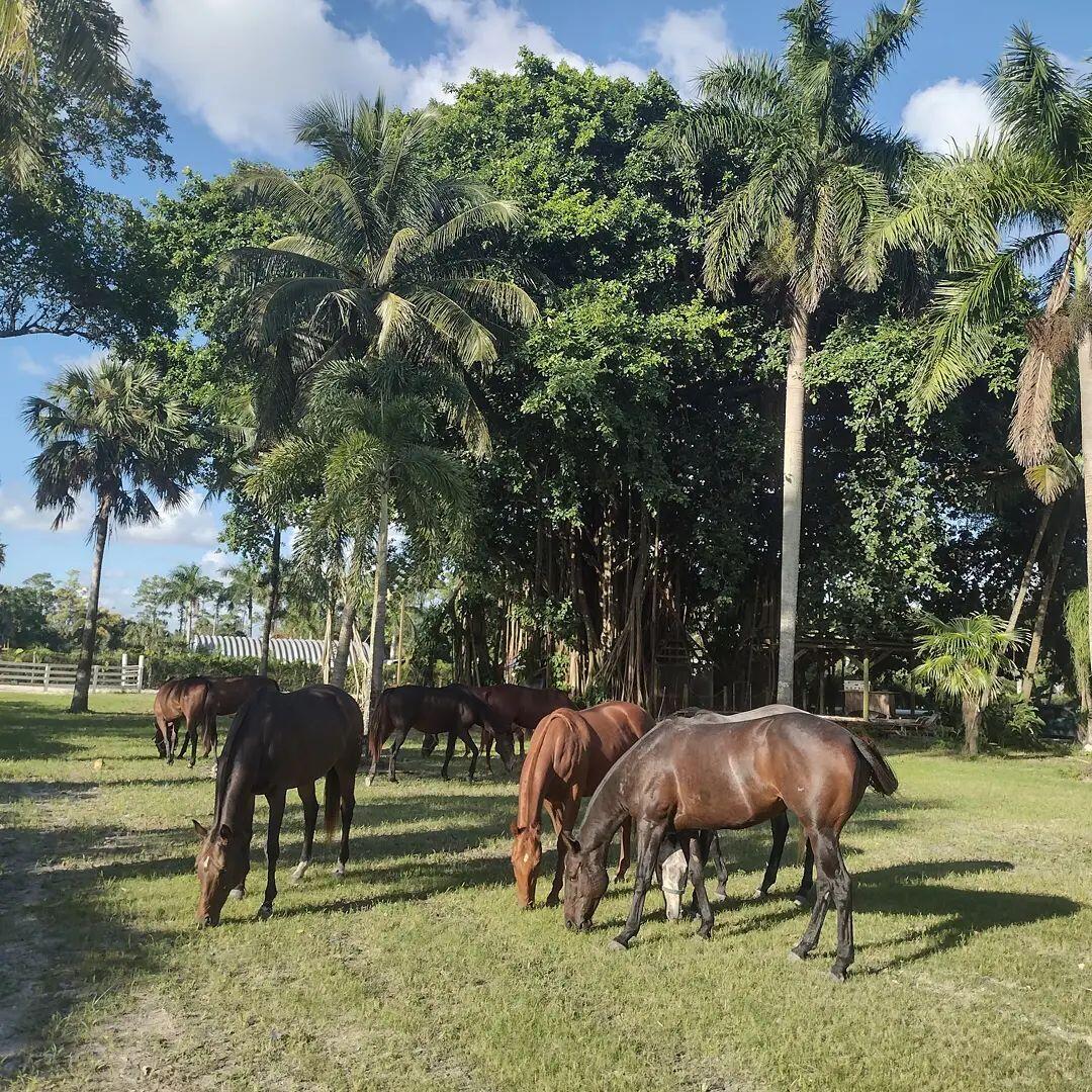 Foto de propiedad en 1100 D Road, Loxahatchee Groves, FL 33470 Loxahatchee Groves con MLS# 