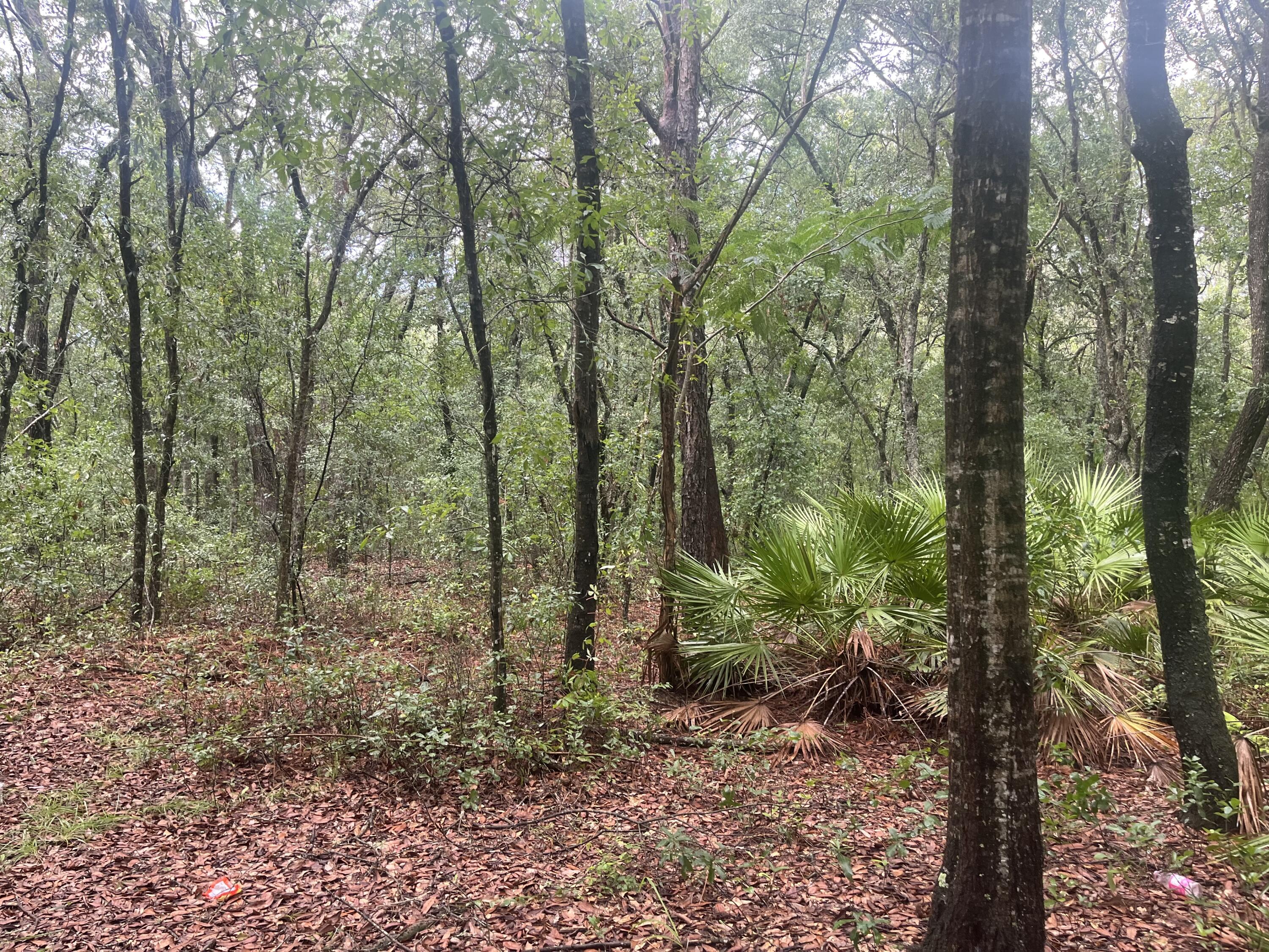 En Venta Tbd Delaware Avenue, Interlachen, FL 32148, Interlachen, FL 32148